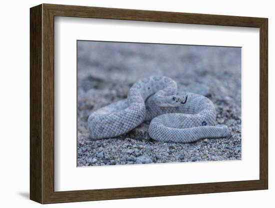 Ash Colored Morph of the Endemic Rattleless Rattlesnake (Crotalus Catalinensis)-Michael Nolan-Framed Photographic Print