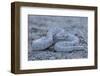 Ash Colored Morph of the Endemic Rattleless Rattlesnake (Crotalus Catalinensis)-Michael Nolan-Framed Photographic Print