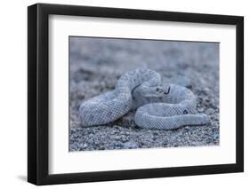 Ash Colored Morph of the Endemic Rattleless Rattlesnake (Crotalus Catalinensis)-Michael Nolan-Framed Photographic Print