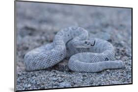 Ash Colored Morph of the Endemic Rattleless Rattlesnake (Crotalus Catalinensis)-Michael Nolan-Mounted Photographic Print