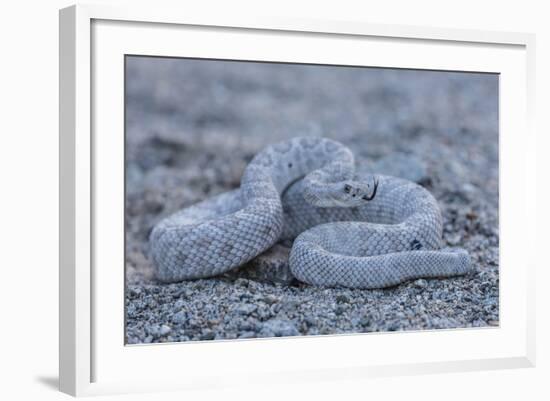 Ash Colored Morph of the Endemic Rattleless Rattlesnake (Crotalus Catalinensis)-Michael Nolan-Framed Photographic Print