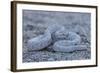 Ash Colored Morph of the Endemic Rattleless Rattlesnake (Crotalus Catalinensis)-Michael Nolan-Framed Photographic Print