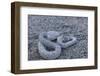 Ash Colored Morph of the Endemic Rattleless Rattlesnake (Crotalus Catalinensis)-Michael Nolan-Framed Photographic Print