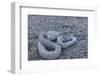 Ash Colored Morph of the Endemic Rattleless Rattlesnake (Crotalus Catalinensis)-Michael Nolan-Framed Photographic Print