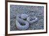 Ash Colored Morph of the Endemic Rattleless Rattlesnake (Crotalus Catalinensis)-Michael Nolan-Framed Photographic Print