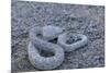 Ash Colored Morph of the Endemic Rattleless Rattlesnake (Crotalus Catalinensis)-Michael Nolan-Mounted Photographic Print