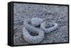 Ash Colored Morph of the Endemic Rattleless Rattlesnake (Crotalus Catalinensis)-Michael Nolan-Framed Stretched Canvas