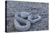 Ash Colored Morph of the Endemic Rattleless Rattlesnake (Crotalus Catalinensis)-Michael Nolan-Stretched Canvas