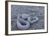 Ash Colored Morph of the Endemic Rattleless Rattlesnake (Crotalus Catalinensis)-Michael Nolan-Framed Photographic Print