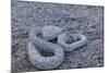 Ash Colored Morph of the Endemic Rattleless Rattlesnake (Crotalus Catalinensis)-Michael Nolan-Mounted Photographic Print