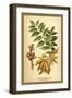 Ash, Flowers and Seed Vessels-W.h.j. Boot-Framed Art Print