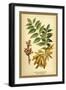 Ash, Flowers and Seed Vessels-W.h.j. Boot-Framed Art Print