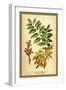 Ash, Flowers and Seed Vessels-W.h.j. Boot-Framed Art Print