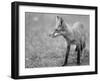 Ash River 04-Gordon Semmens-Framed Photographic Print