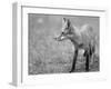 Ash River 04-Gordon Semmens-Framed Photographic Print