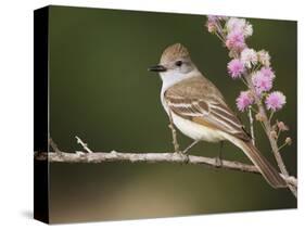 Ash-Throated Flycatcher, Uvalde County, Hill Country, Texas, USA-Rolf Nussbaumer-Stretched Canvas