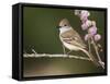 Ash-Throated Flycatcher, Uvalde County, Hill Country, Texas, USA-Rolf Nussbaumer-Framed Stretched Canvas