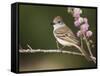 Ash-Throated Flycatcher, Uvalde County, Hill Country, Texas, USA-Rolf Nussbaumer-Framed Stretched Canvas