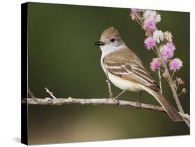 Ash-Throated Flycatcher, Uvalde County, Hill Country, Texas, USA-Rolf Nussbaumer-Stretched Canvas