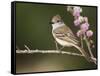 Ash-Throated Flycatcher, Uvalde County, Hill Country, Texas, USA-Rolf Nussbaumer-Framed Stretched Canvas