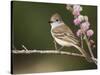 Ash-Throated Flycatcher, Uvalde County, Hill Country, Texas, USA-Rolf Nussbaumer-Stretched Canvas