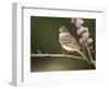 Ash-Throated Flycatcher, Uvalde County, Hill Country, Texas, USA-Rolf Nussbaumer-Framed Photographic Print