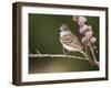 Ash-Throated Flycatcher, Uvalde County, Hill Country, Texas, USA-Rolf Nussbaumer-Framed Photographic Print