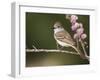 Ash-Throated Flycatcher, Uvalde County, Hill Country, Texas, USA-Rolf Nussbaumer-Framed Photographic Print