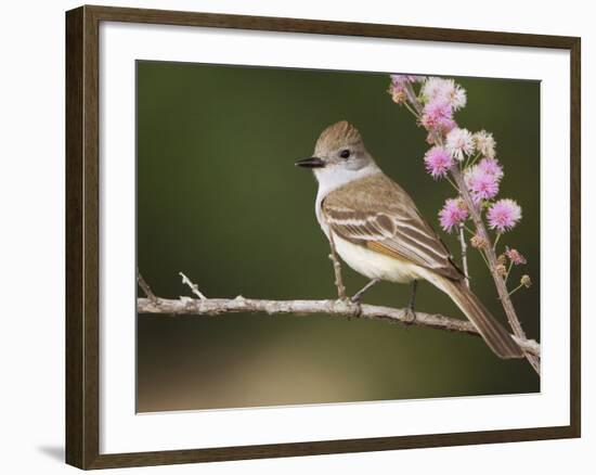 Ash-Throated Flycatcher, Uvalde County, Hill Country, Texas, USA-Rolf Nussbaumer-Framed Photographic Print