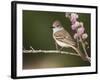 Ash-Throated Flycatcher, Uvalde County, Hill Country, Texas, USA-Rolf Nussbaumer-Framed Photographic Print