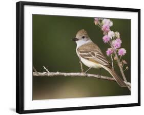 Ash-Throated Flycatcher, Uvalde County, Hill Country, Texas, USA-Rolf Nussbaumer-Framed Photographic Print