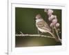 Ash-Throated Flycatcher, Uvalde County, Hill Country, Texas, USA-Rolf Nussbaumer-Framed Photographic Print