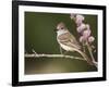 Ash-Throated Flycatcher, Uvalde County, Hill Country, Texas, USA-Rolf Nussbaumer-Framed Photographic Print