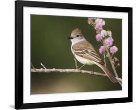 Ash-Throated Flycatcher, Uvalde County, Hill Country, Texas, USA-Rolf Nussbaumer-Framed Photographic Print