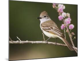 Ash-Throated Flycatcher, Uvalde County, Hill Country, Texas, USA-Rolf Nussbaumer-Mounted Photographic Print