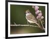 Ash-Throated Flycatcher, Uvalde County, Hill Country, Texas, USA-Rolf Nussbaumer-Framed Photographic Print