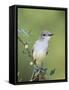 Ash-Throated Flycatcher, Uvalde County, Hill Country, Texas, USA-Rolf Nussbaumer-Framed Stretched Canvas