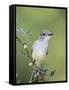 Ash-Throated Flycatcher, Uvalde County, Hill Country, Texas, USA-Rolf Nussbaumer-Framed Stretched Canvas