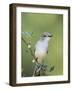 Ash-Throated Flycatcher, Uvalde County, Hill Country, Texas, USA-Rolf Nussbaumer-Framed Photographic Print