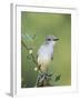 Ash-Throated Flycatcher, Uvalde County, Hill Country, Texas, USA-Rolf Nussbaumer-Framed Photographic Print