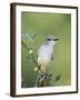 Ash-Throated Flycatcher, Uvalde County, Hill Country, Texas, USA-Rolf Nussbaumer-Framed Photographic Print