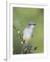 Ash-Throated Flycatcher, Uvalde County, Hill Country, Texas, USA-Rolf Nussbaumer-Framed Photographic Print