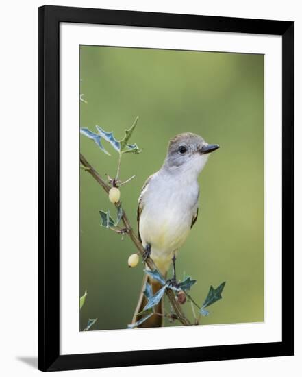 Ash-Throated Flycatcher, Uvalde County, Hill Country, Texas, USA-Rolf Nussbaumer-Framed Photographic Print