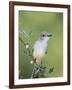 Ash-Throated Flycatcher, Uvalde County, Hill Country, Texas, USA-Rolf Nussbaumer-Framed Photographic Print