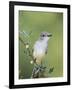 Ash-Throated Flycatcher, Uvalde County, Hill Country, Texas, USA-Rolf Nussbaumer-Framed Photographic Print