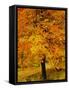 Ash Tree, Autumn Foliage, Peak District National Park, Derbyshire, England, UK, Europe-David Hughes-Framed Stretched Canvas