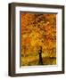 Ash Tree, Autumn Foliage, Peak District National Park, Derbyshire, England, UK, Europe-David Hughes-Framed Photographic Print