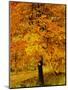 Ash Tree, Autumn Foliage, Peak District National Park, Derbyshire, England, UK, Europe-David Hughes-Mounted Photographic Print