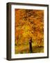 Ash Tree, Autumn Foliage, Peak District National Park, Derbyshire, England, UK, Europe-David Hughes-Framed Photographic Print