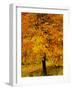 Ash Tree, Autumn Foliage, Peak District National Park, Derbyshire, England, UK, Europe-David Hughes-Framed Photographic Print